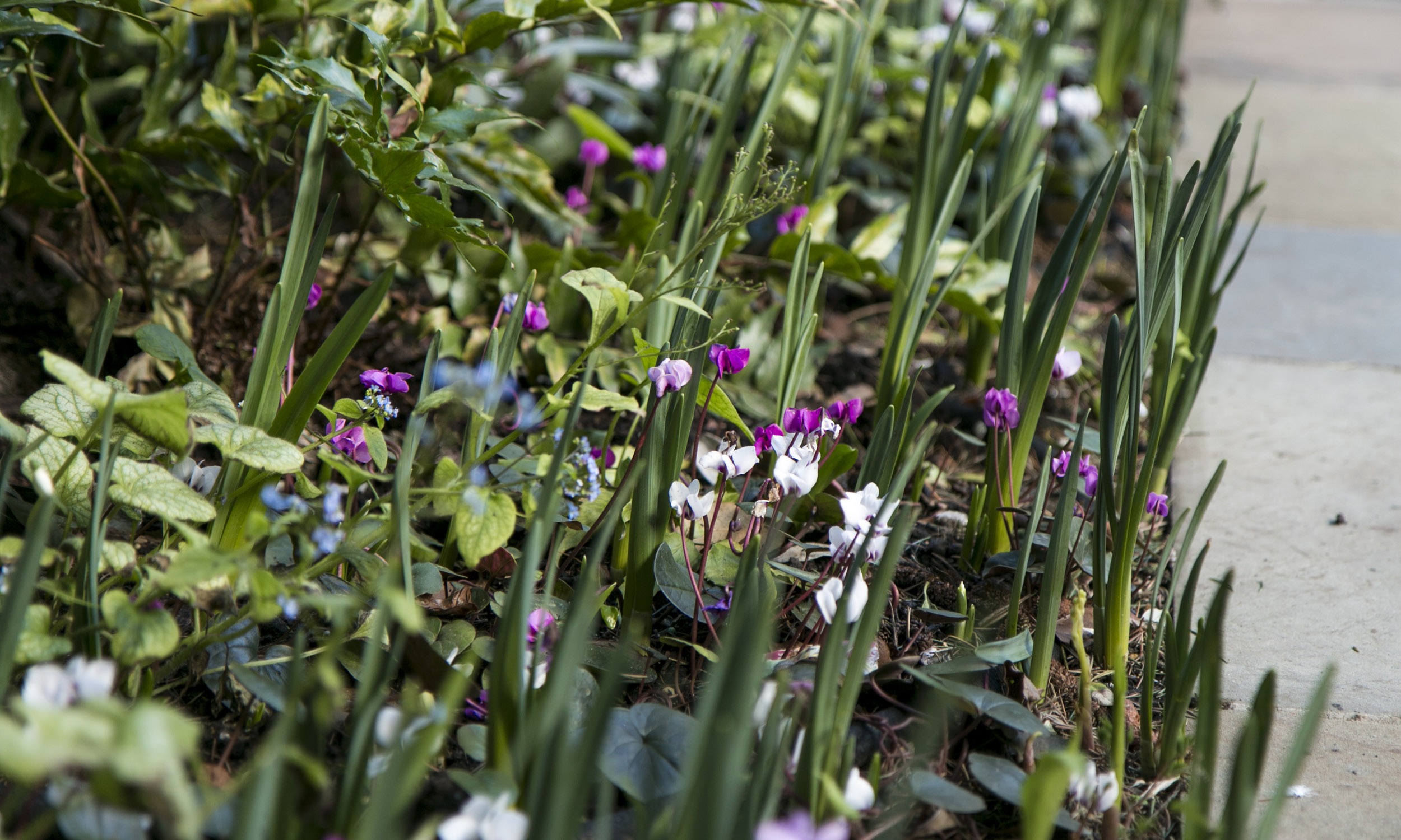 Alexander_Marinaz--2