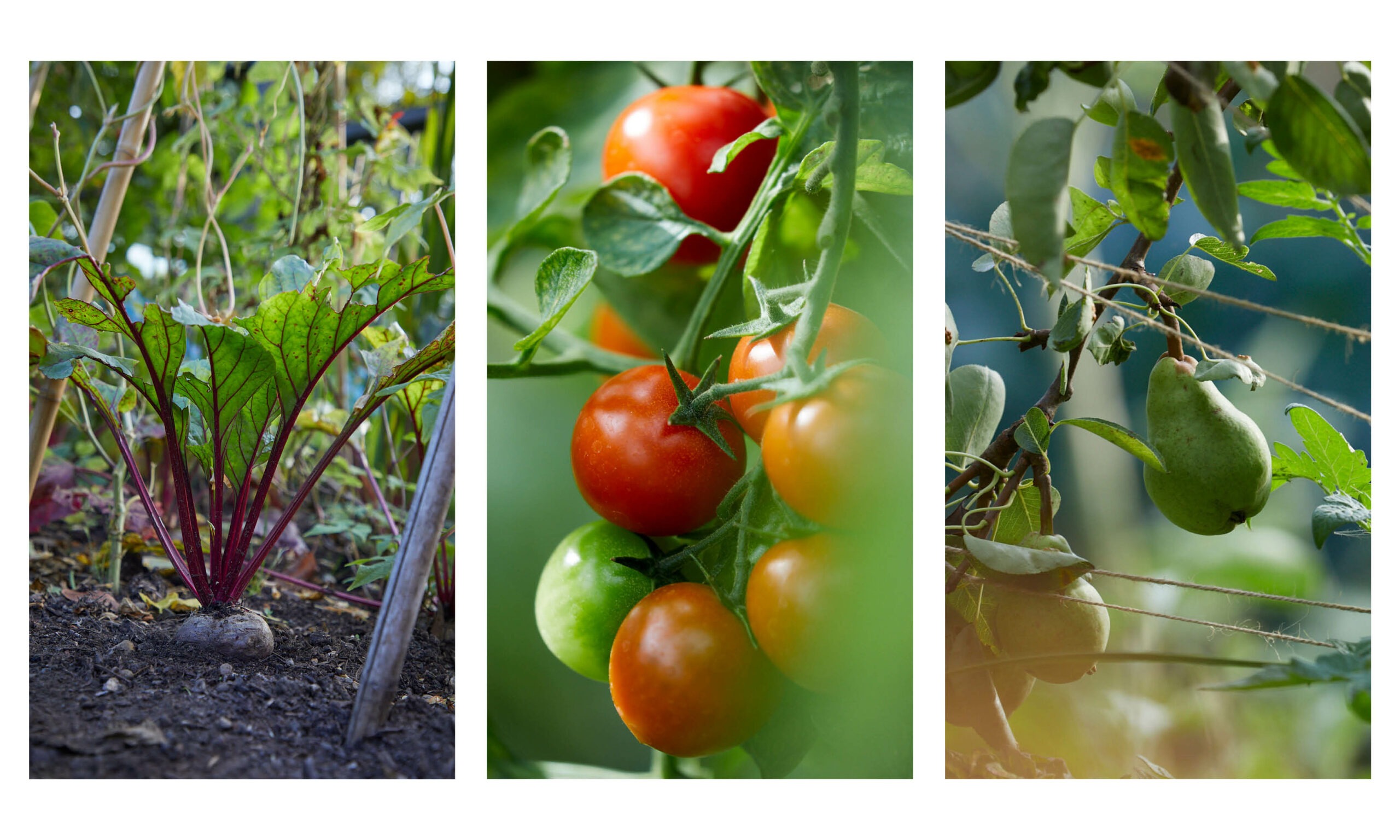 Allotment_garden_design15