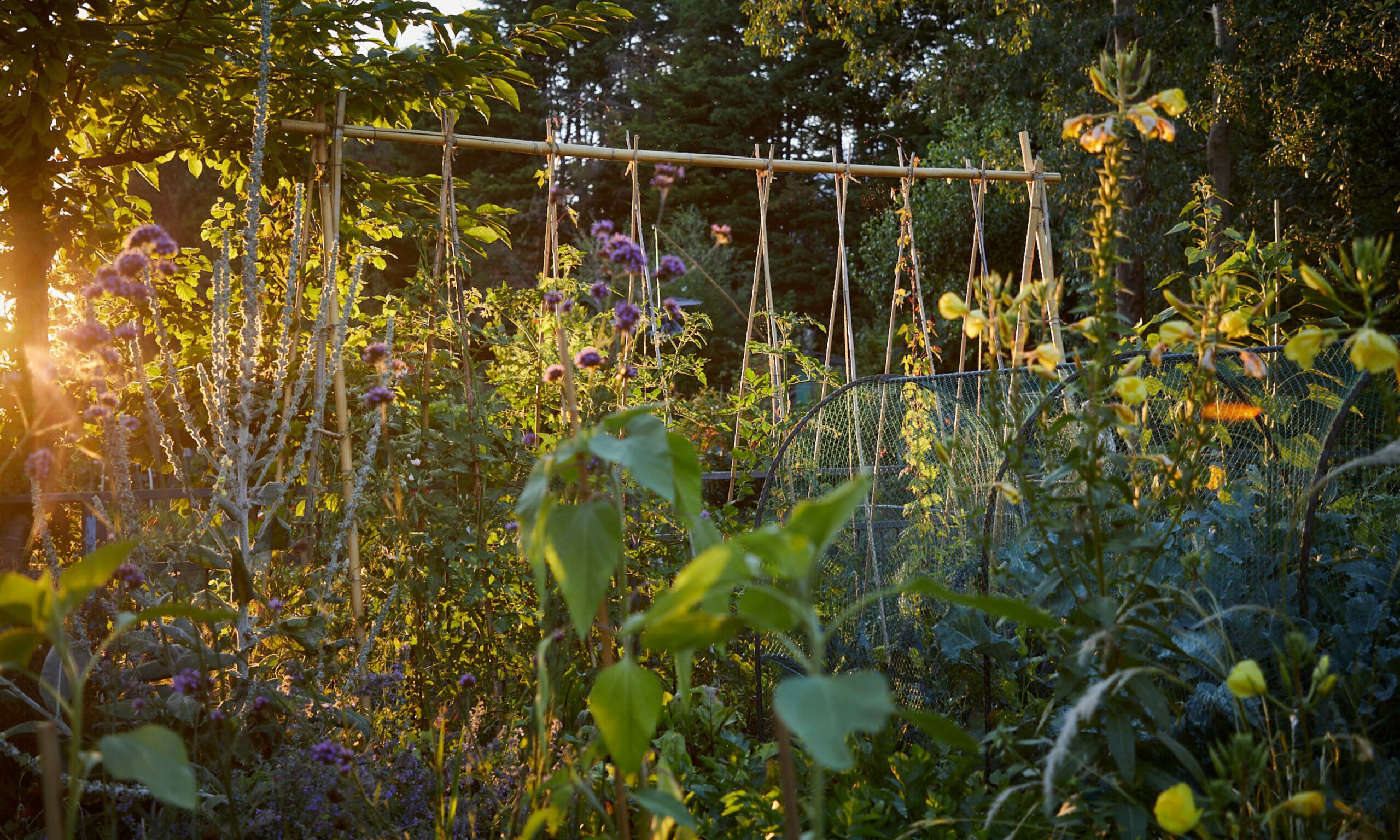 Allotment_garden_design16