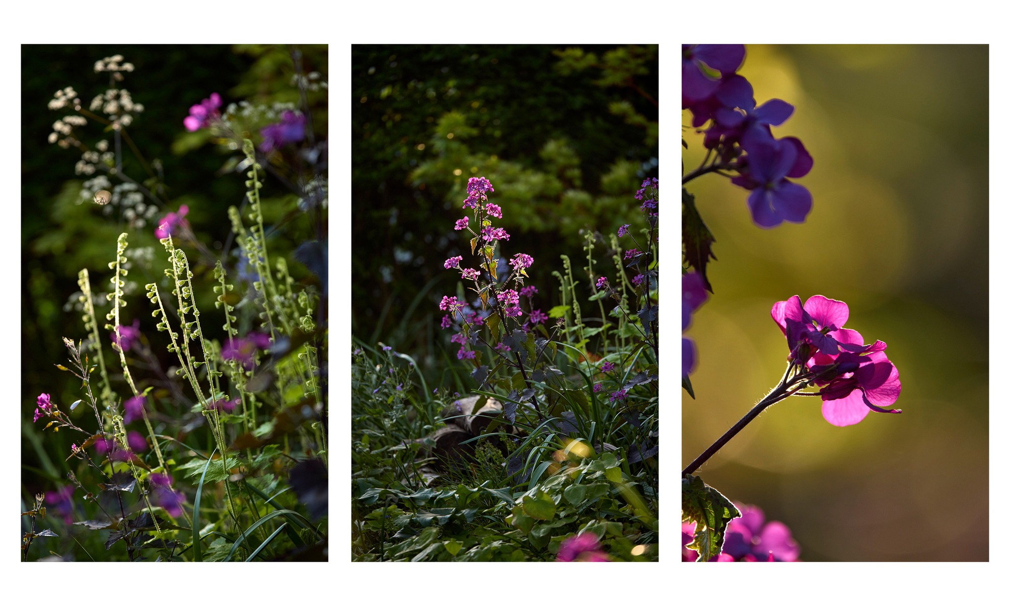 Photographers_Garden12