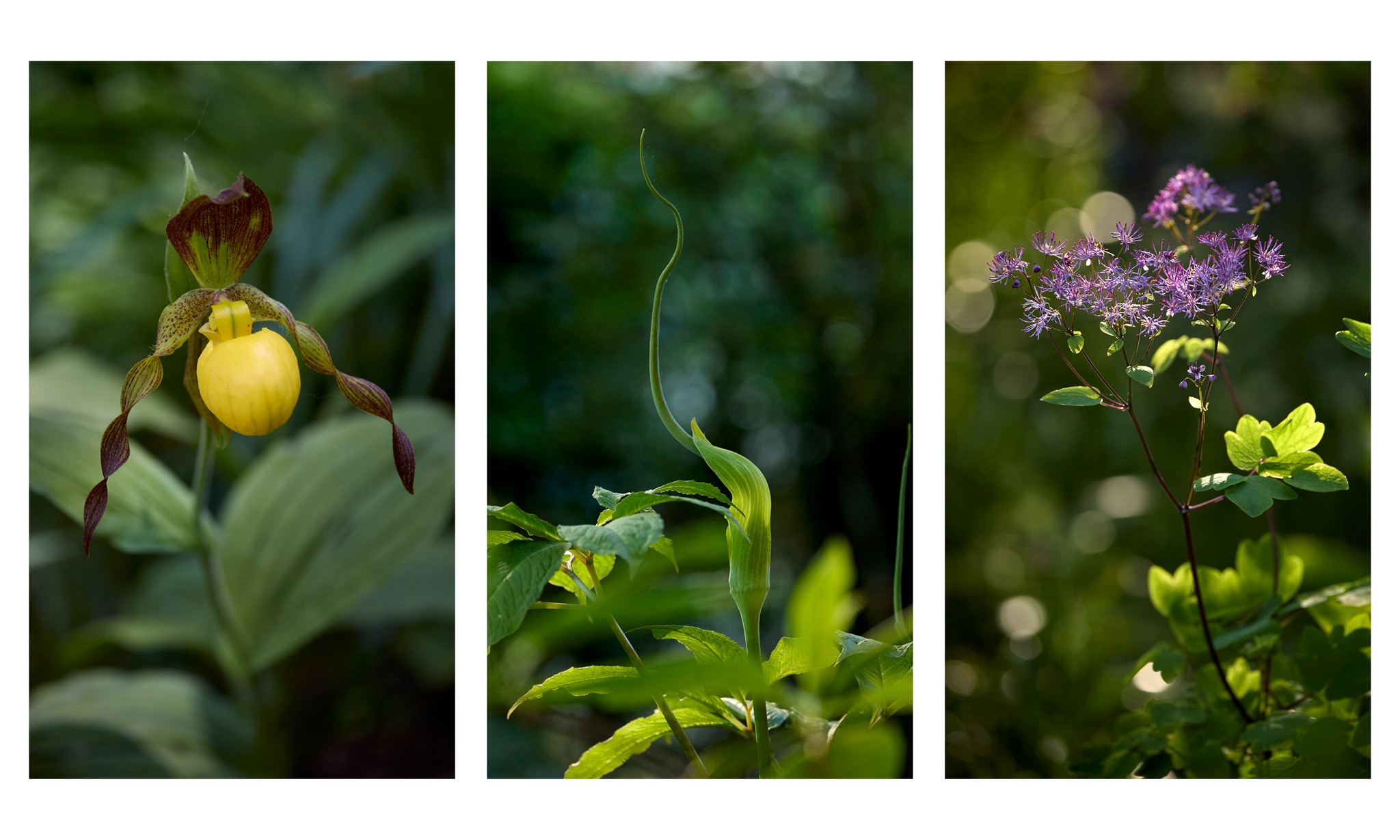 Photographers_Garden9